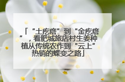 “土疙瘩”到“金疙瘩”，看肥城旅店村生姜种植从传统农作到“云上”热销的蝶变之路