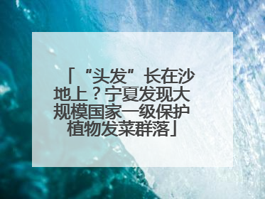“头发”长在沙地上？宁夏发现大规模国家一级保护植物发菜群落