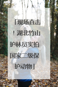 现场直击！湖北竹山护林员实拍国家二级保护动物