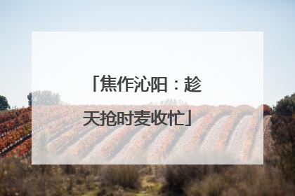 焦作沁阳：趁天抢时麦收忙