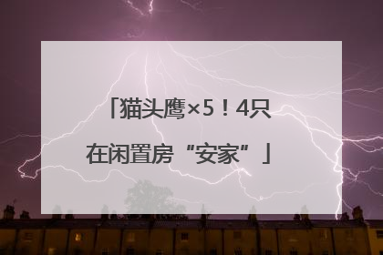 猫头鹰×5！4只在闲置房“安家”