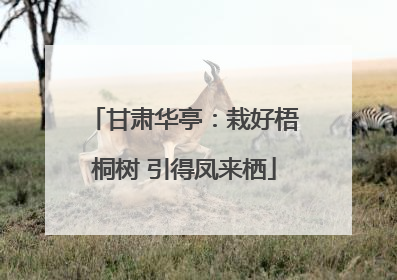 甘肃华亭：栽好梧桐树 引得凤来栖
