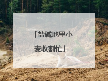 盐碱地里小麦收割忙