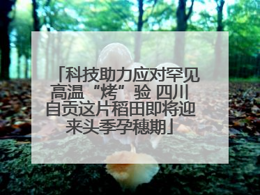 科技助力应对罕见高温“烤”验 四川自贡这片稻田即将迎来头季孕穗期