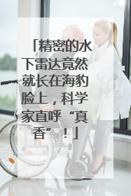 精密的水下雷达竟然就长在海豹脸上，科学家直呼“真香”！