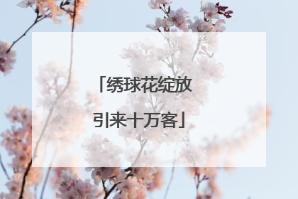 绣球花绽放 引来十万客
