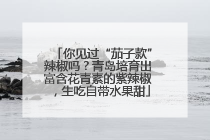 你见过“茄子款”辣椒吗？青岛培育出富含花青素的紫辣椒，生吃自带水果甜