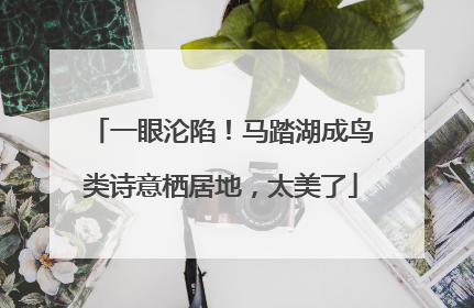 一眼沦陷！马踏湖成鸟类诗意栖居地，太美了