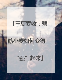 三夏麦收：弱筋小麦如何变得“强”起来