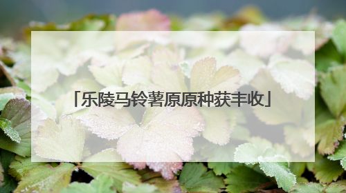 乐陵马铃薯原原种获丰收