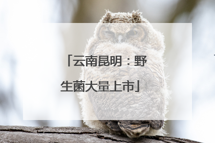云南昆明：野生菌大量上市