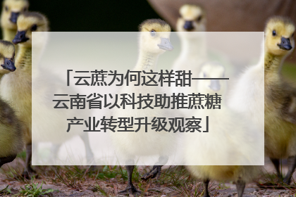 云蔗为何这样甜——云南省以科技助推蔗糖产业转型升级观察