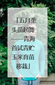 五月垄头苗起舞——青海首试青贮玉米育苗移栽