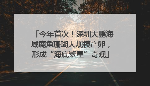 今年首次！深圳大鹏海域鹿角珊瑚大规模产卵，形成“海底繁星”奇观