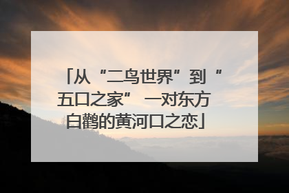 从“二鸟世界”到“五口之家” 一对东方白鹳的黄河口之恋