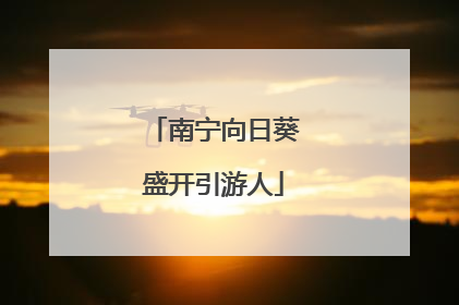 南宁向日葵盛开引游人