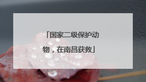 国家二级保护动物，在南昌获救