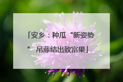 安乡：种瓜“新姿势” 吊藤结出致富果