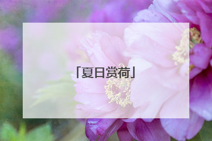 夏日赏荷