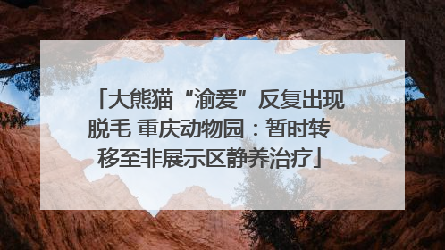 大熊猫“渝爱”反复出现脱毛 重庆动物园：暂时转移至非展示区静养治疗