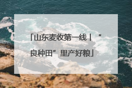 山东麦收第一线丨“良种田”里产好粮