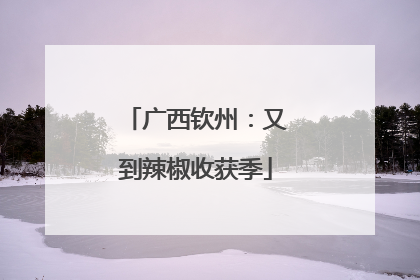 广西钦州：又到辣椒收获季