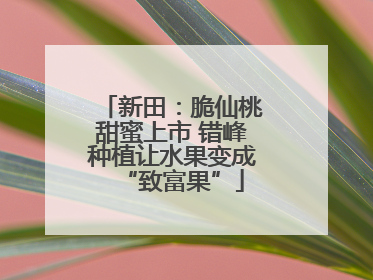 新田：脆仙桃甜蜜上市 错峰种植让水果变成“致富果”