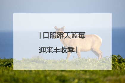 日照露天蓝莓迎来丰收季
