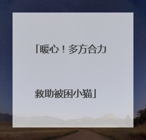 暖心！多方合力救助被困小猫