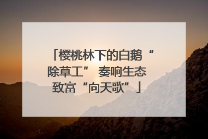 樱桃林下的白鹅“除草工” 奏响生态致富“向天歌”