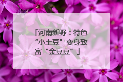 河南新野：特色“小土豆”变身致富“金豆豆”