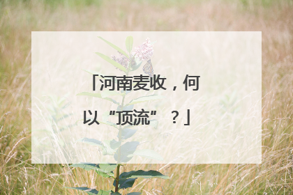 河南麦收，何以“顶流”？
