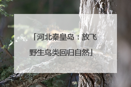 河北秦皇岛：放飞野生鸟类回归自然