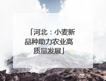 河北：小麦新品种助力农业高质量发展