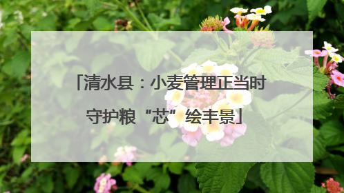 清水县：小麦管理正当时 守护粮“芯”绘丰景