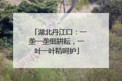 湖北丹江口：一垄一垄细耕耘，一叶一叶精呵护