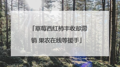 草莓西红柿丰收却滞销 果农在线等援手