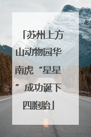苏州上方山动物园华南虎“星星”成功诞下四胞胎