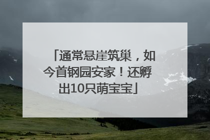 通常悬崖筑巢，如今首钢园安家！还孵出10只萌宝宝