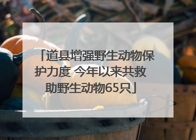 道县增强野生动物保护力度 今年以来共救助野生动物65只