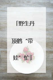 野生丹顶鹤“带娃”忙