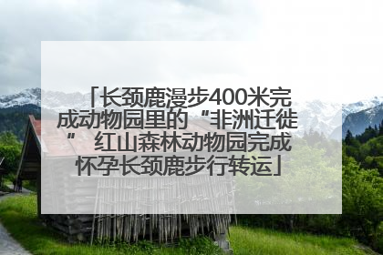 长颈鹿漫步400米完成动物园里的“非洲迁徙” 红山森林动物园完成怀孕长颈鹿步行转运