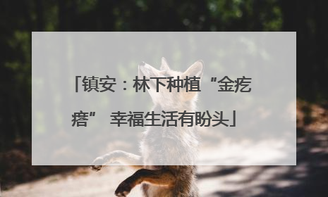 镇安：林下种植“金疙瘩” 幸福生活有盼头