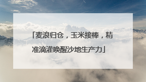 麦浪归仓，玉米接棒，精准滴灌唤醒沙地生产力